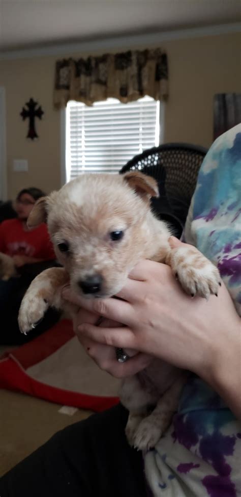 Lona Ashley 3 weeks ago on Puppies. . Puppies for sale lubbock